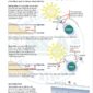 ISSA PDF Handbook page displaying diagrams and information about tides, spring, neap and tide direction