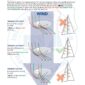 ISSA PDF Handbook page displaying diagrams and information about handling a yacht under sail, specifically sail trim